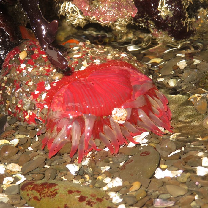 Red sea anemone