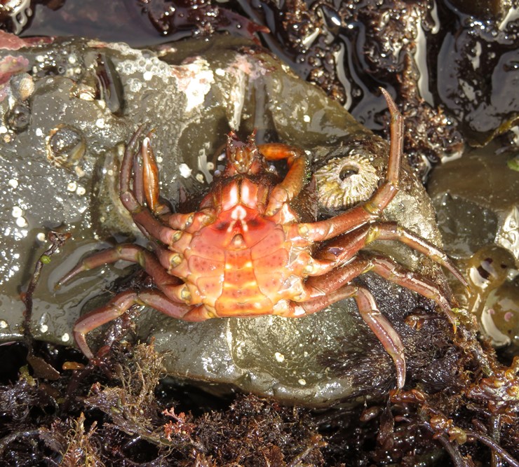 Underside of northern kelp crab