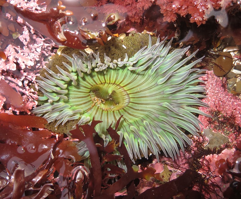 Green with red vegetation surrounding