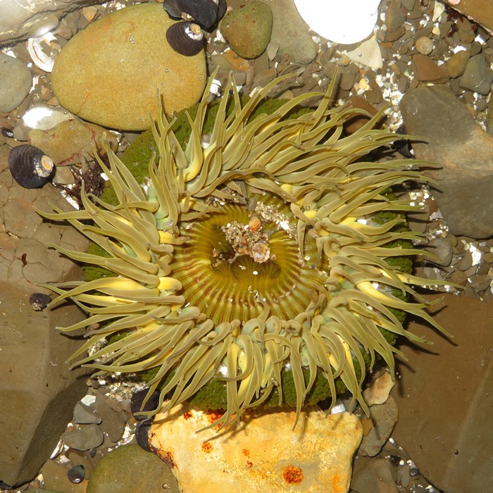 Greenish-brown sea anemone