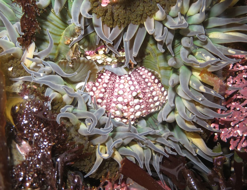 Dead sea urchin, possibly eaten by sea anemone