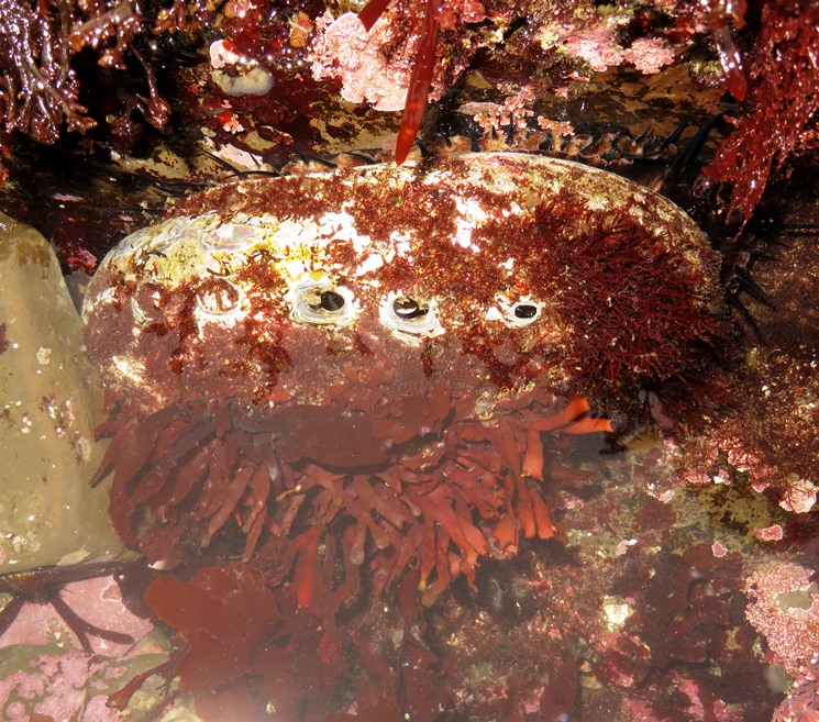 Abalone attached to rock