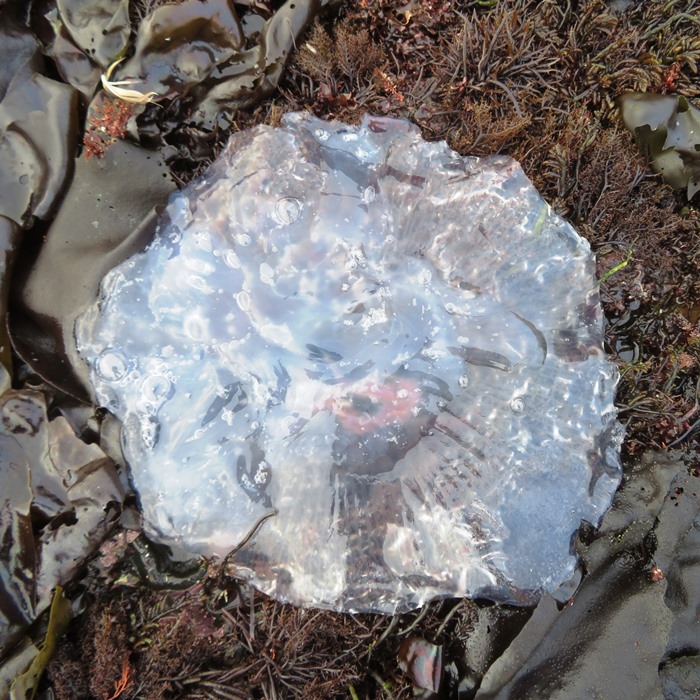 Jellyfish on land