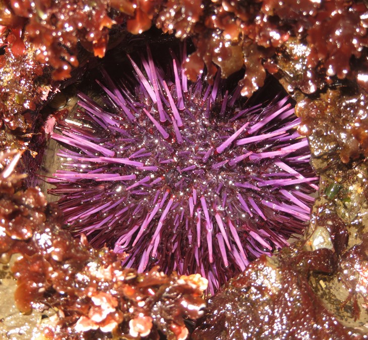 Purple sea urchin