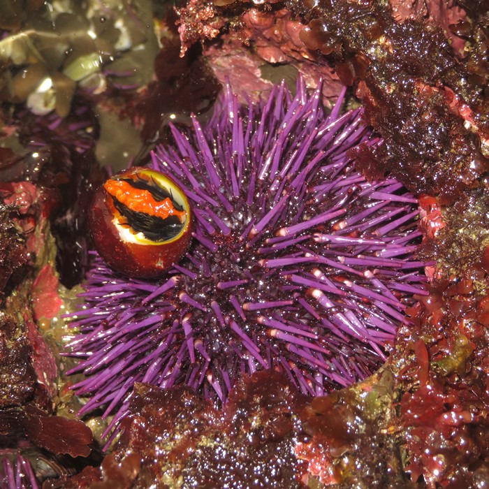 Purple sea urchin with snail