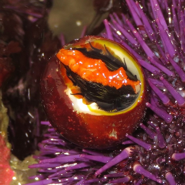 Black turban snail upside down, possibly with sea slug on top