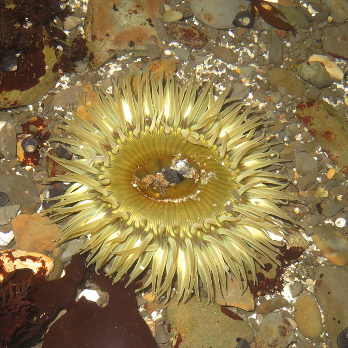 Yellowish-green sea anemone