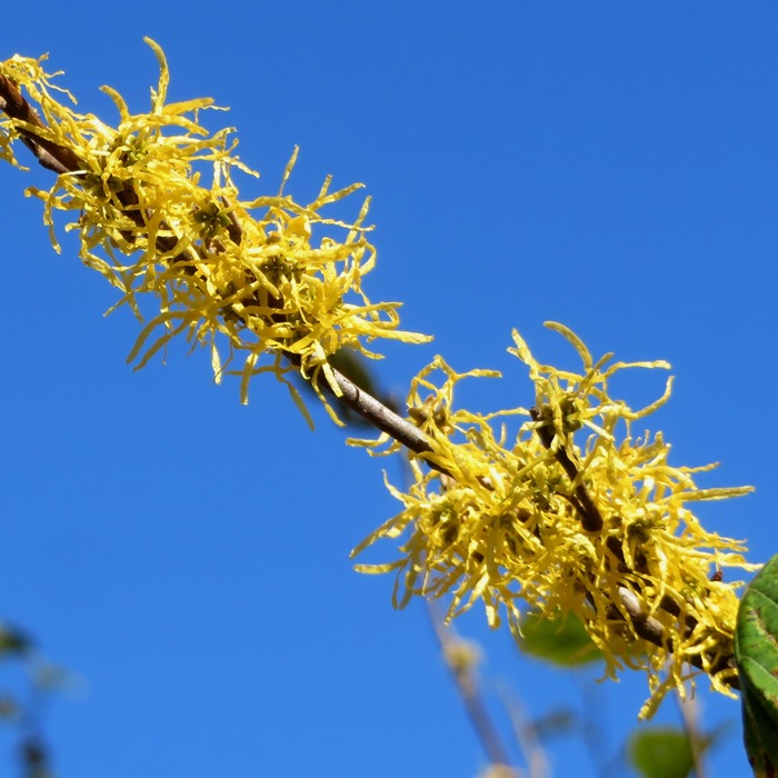 Witch hazel flowers