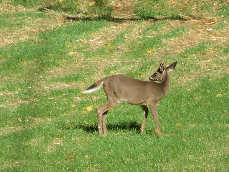 Buck looking back