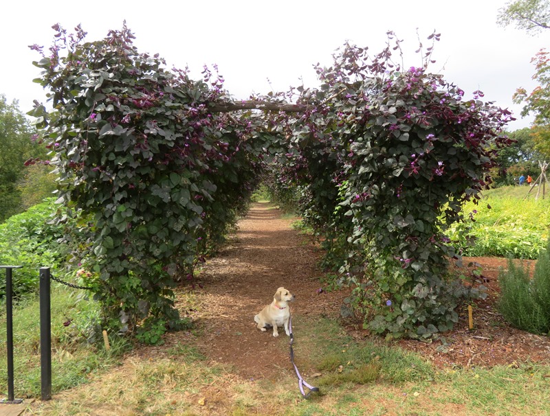 Daphne with tunnel of hyacinth bean