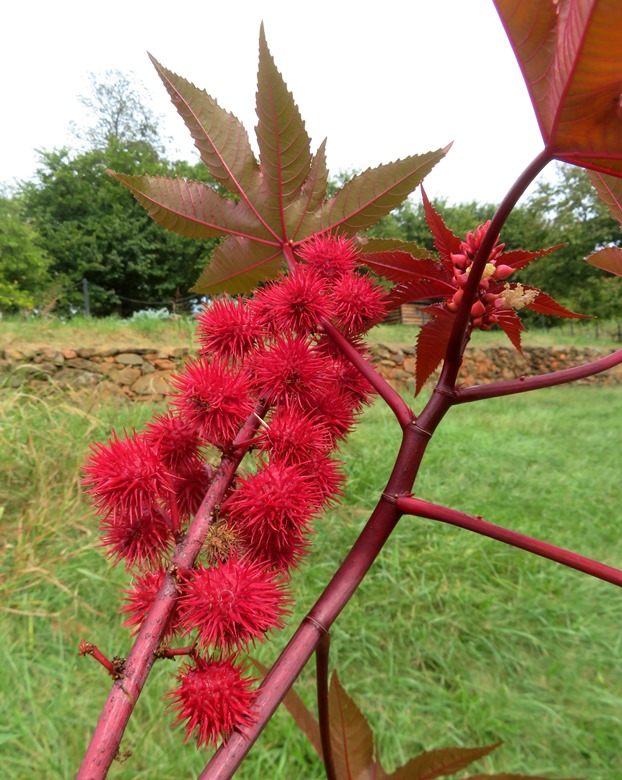 Flowering red castor bean