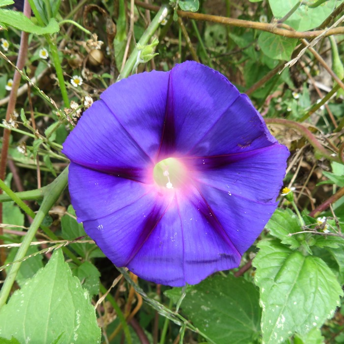 Purple morning glory flower