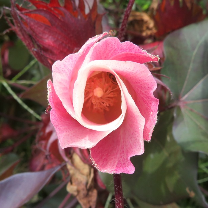 Flower that will become a cotton boll