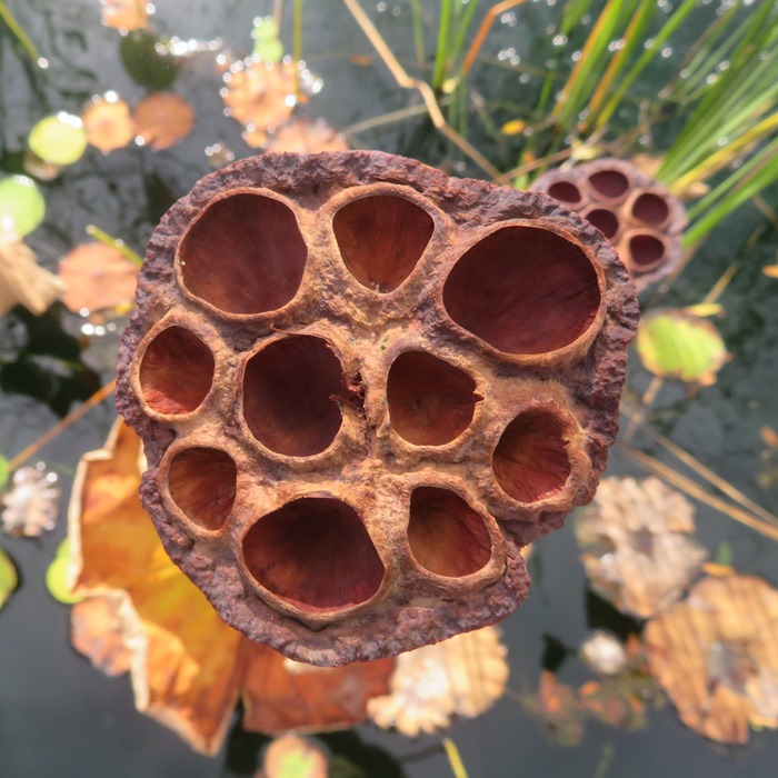 American lotus seed pod