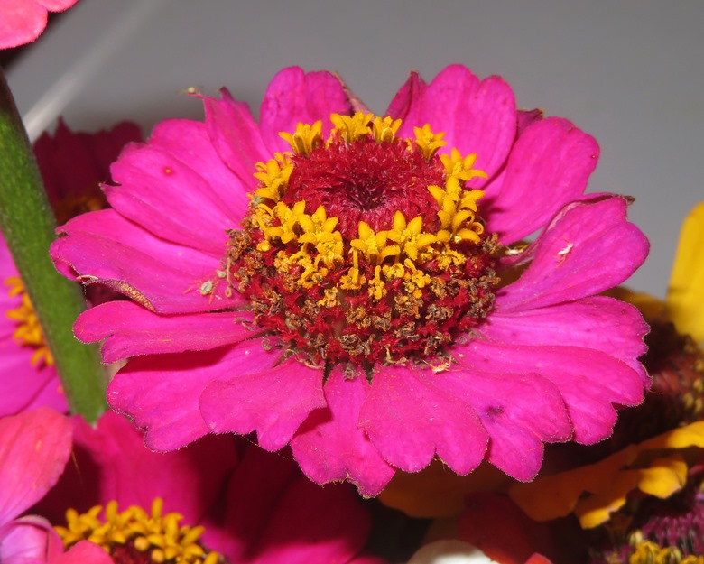 Small yellow flowers inside big red flower