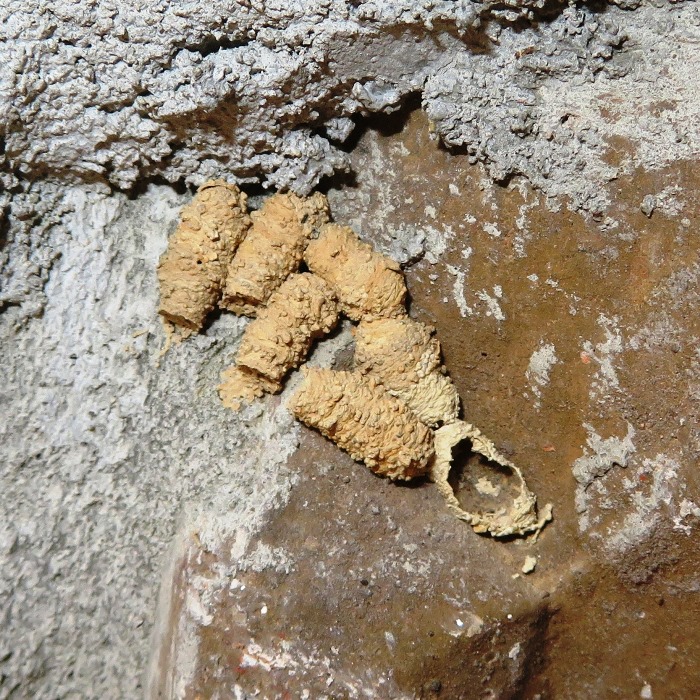 Possible egg or pupa case