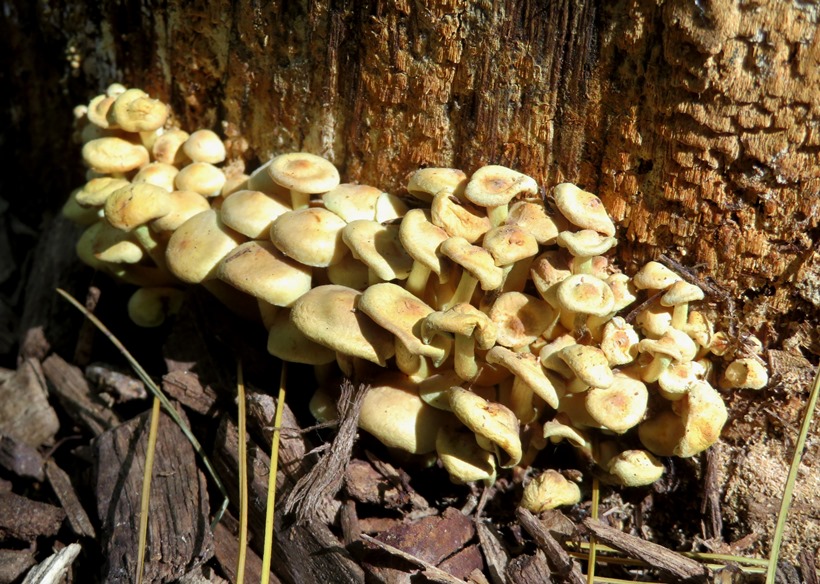 Mushrooms growing at the base of a stump