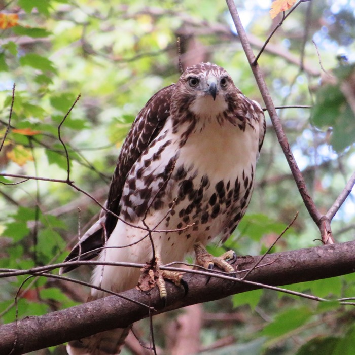 The hawk is looking at us