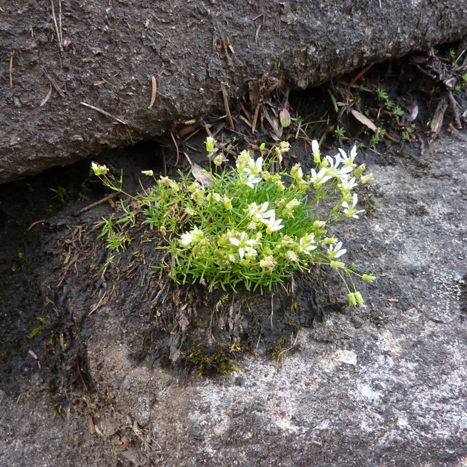 Yellow flowers growing in rocky area