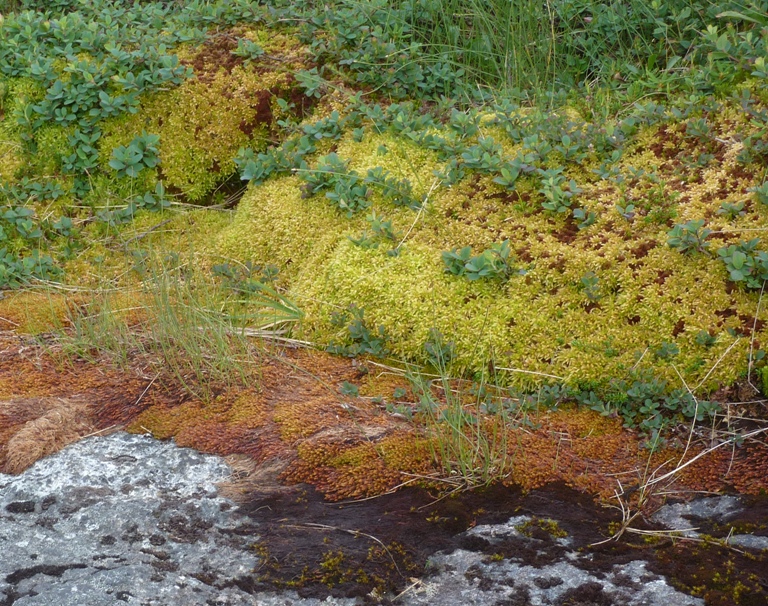 Yellow and orange moss