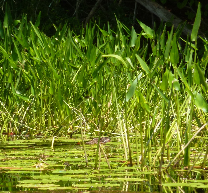 Muskrat hidden in vegetation