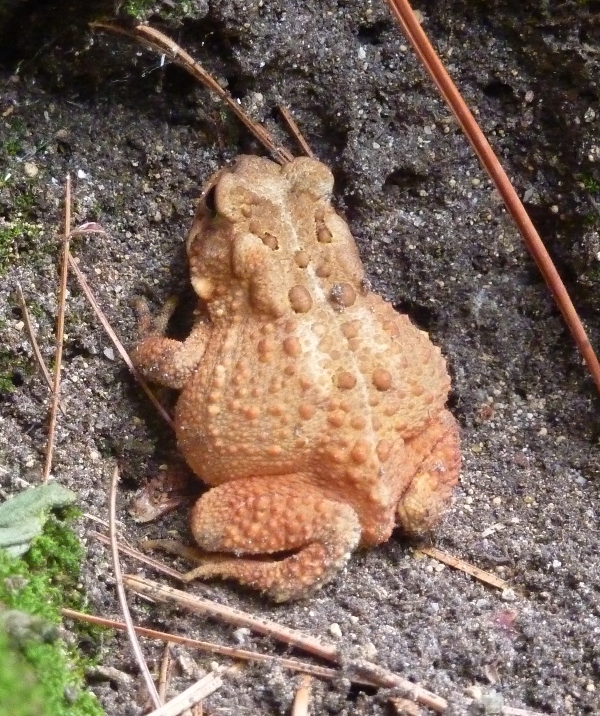 Orangey toad