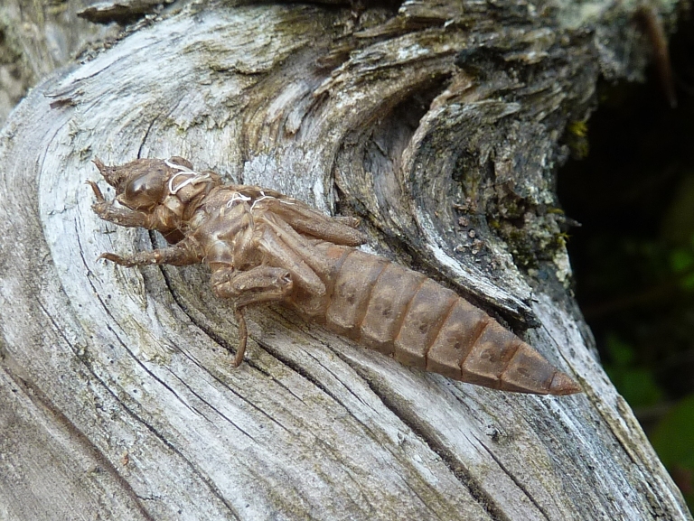 Dragonfly exuvia on log