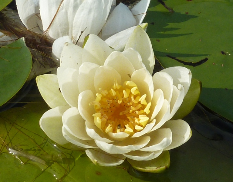 Water lily