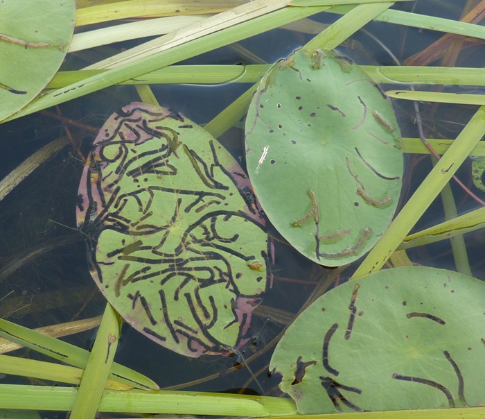 Stripes on leaves in water