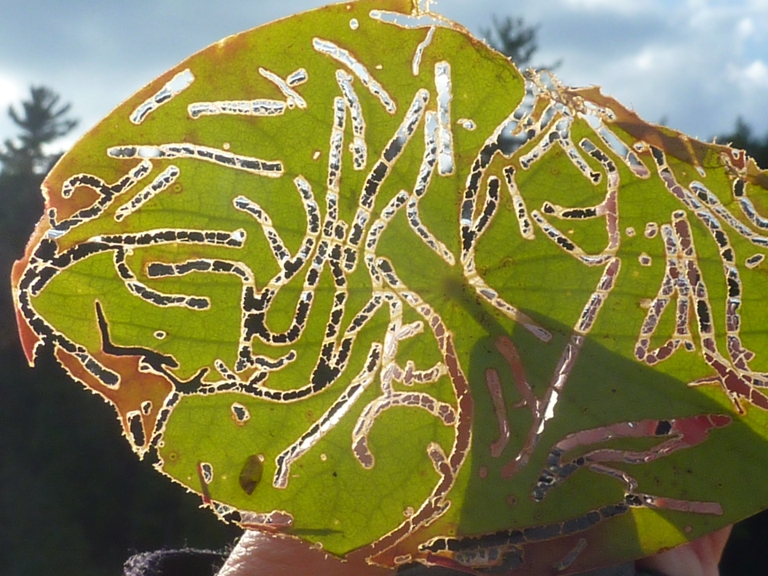 Leaf held up to sun with light shining through