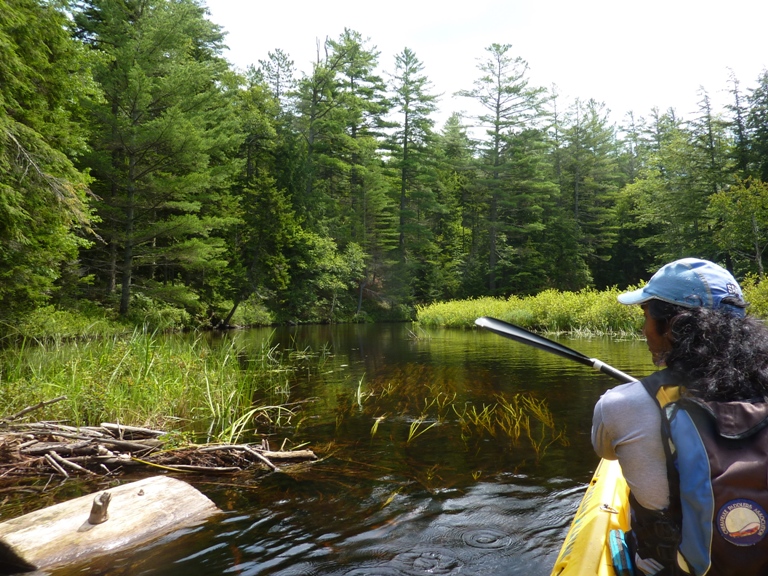 Me paddling with pine trees lining the shore