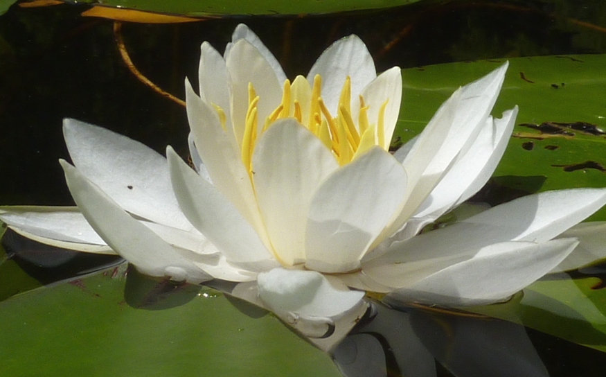 Close-up of water lily