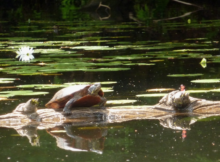 Turtle on log with lily behind