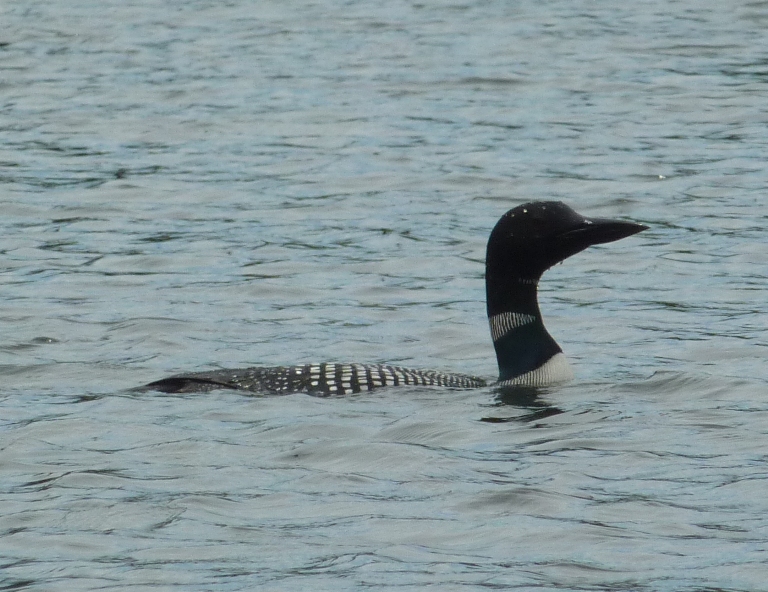 Loon on water