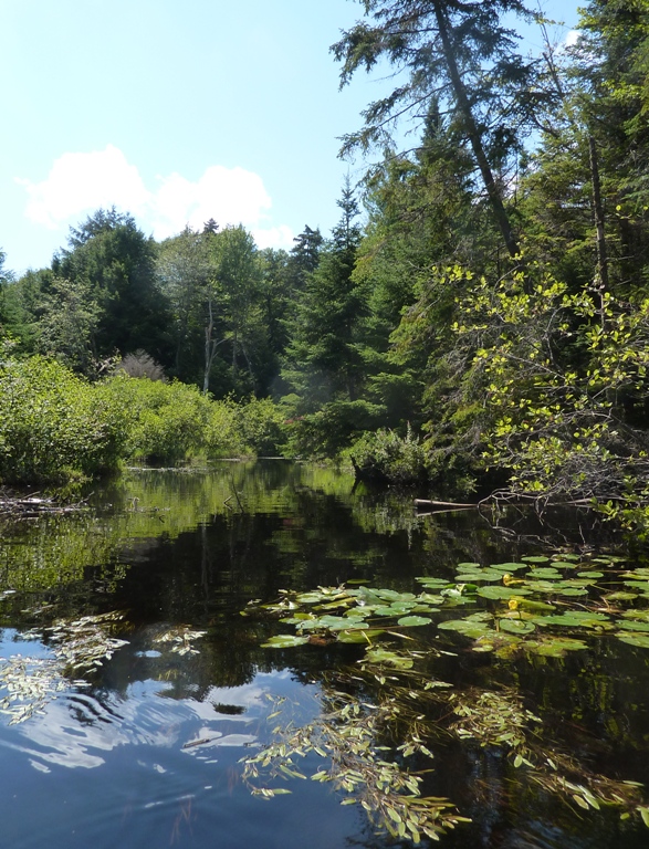 Peaceful water view in wooded area