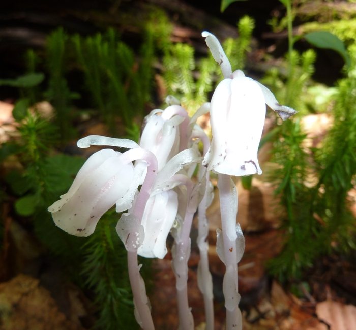 Indian pipe plant