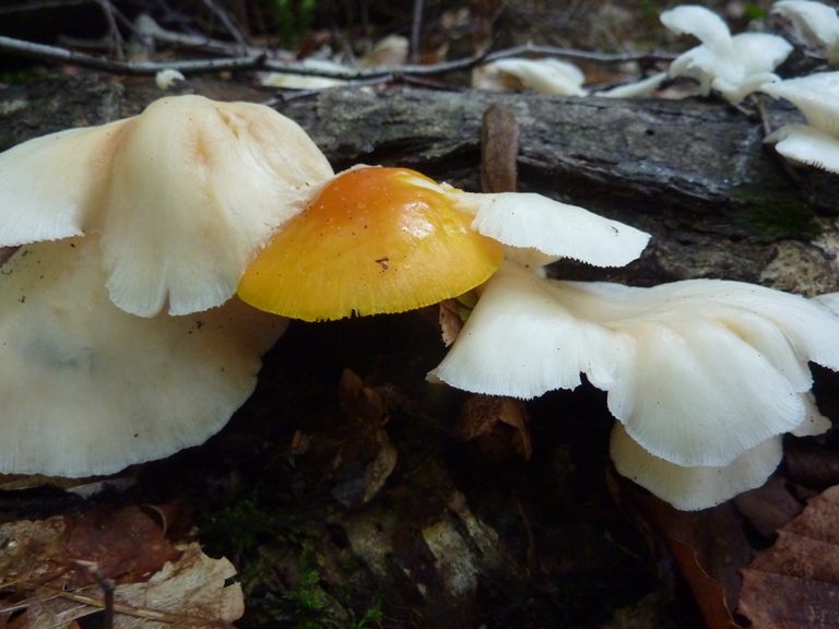 Yellow and white mushrooms