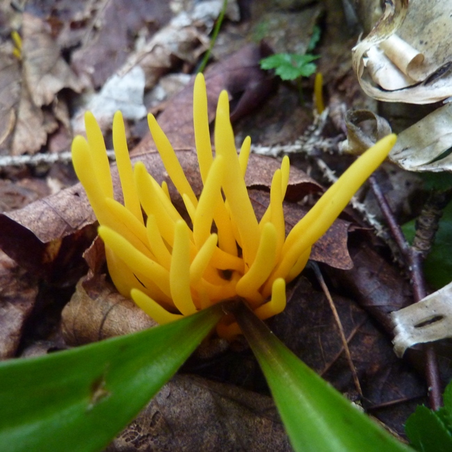 Spindle-shaped yellow coral mushroom