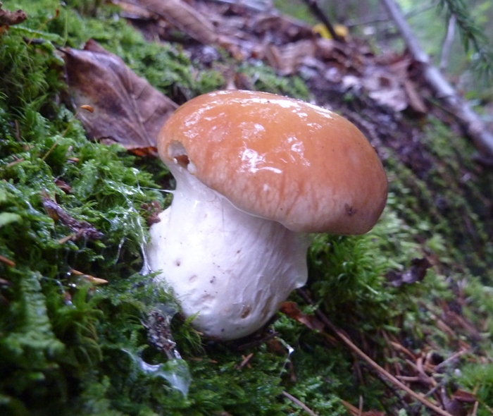 Mushroom that one might find in a Dr. Seuss book