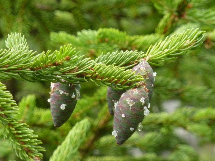 Small, sap-covered pine cones