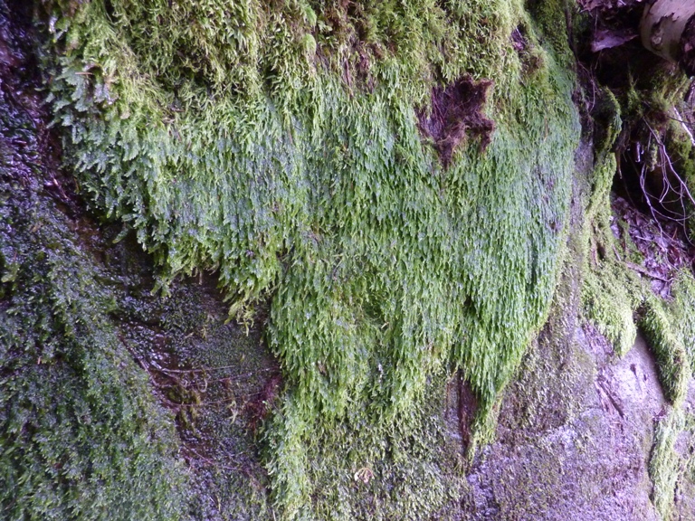 Vertical patch of wet moss