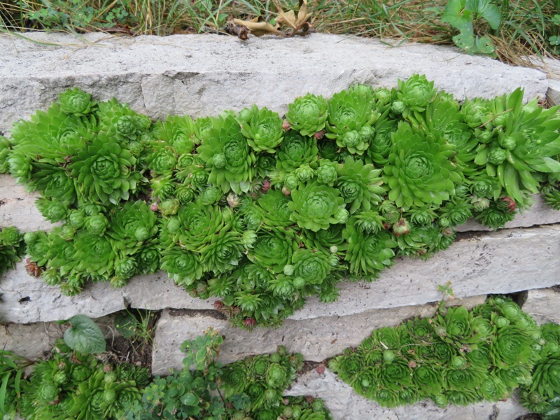 Non-lawn vegetation in front of house