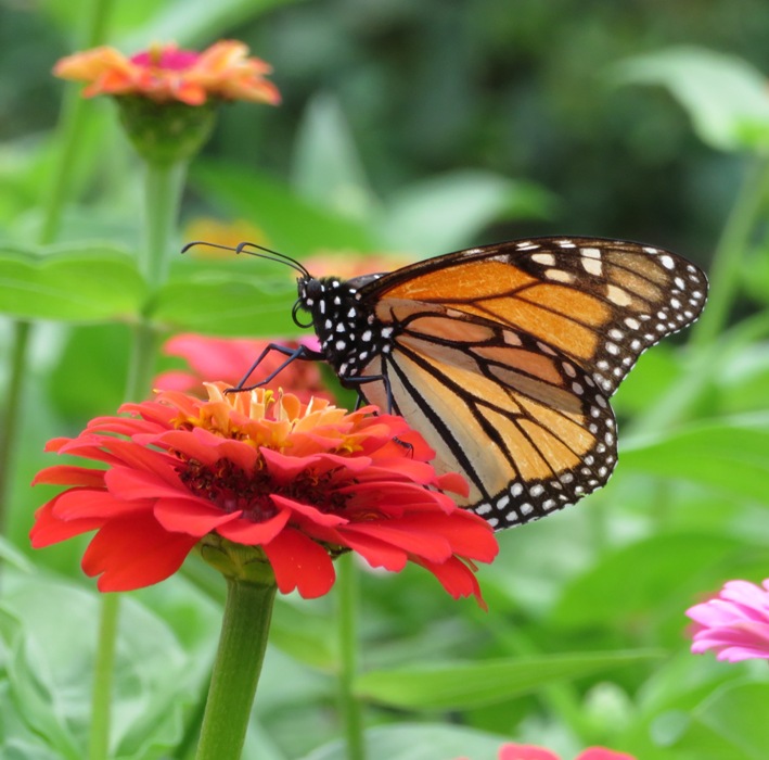 Monarch butterfly on red flower