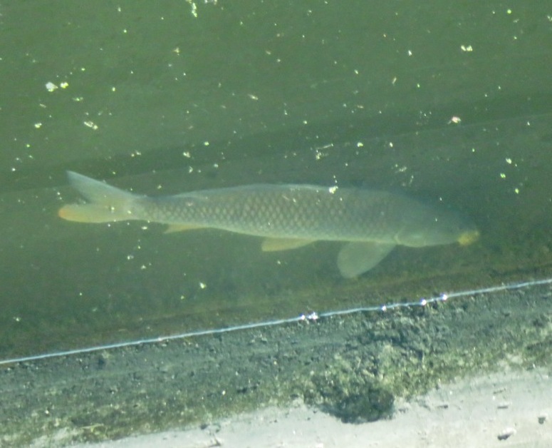 Possible invasive carp