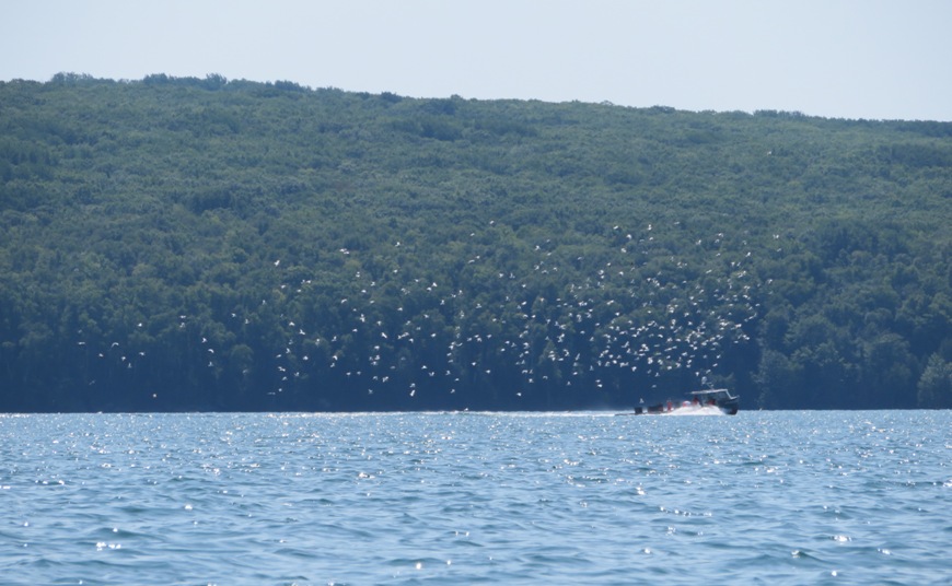 Fishing boat with a lot of birds following it