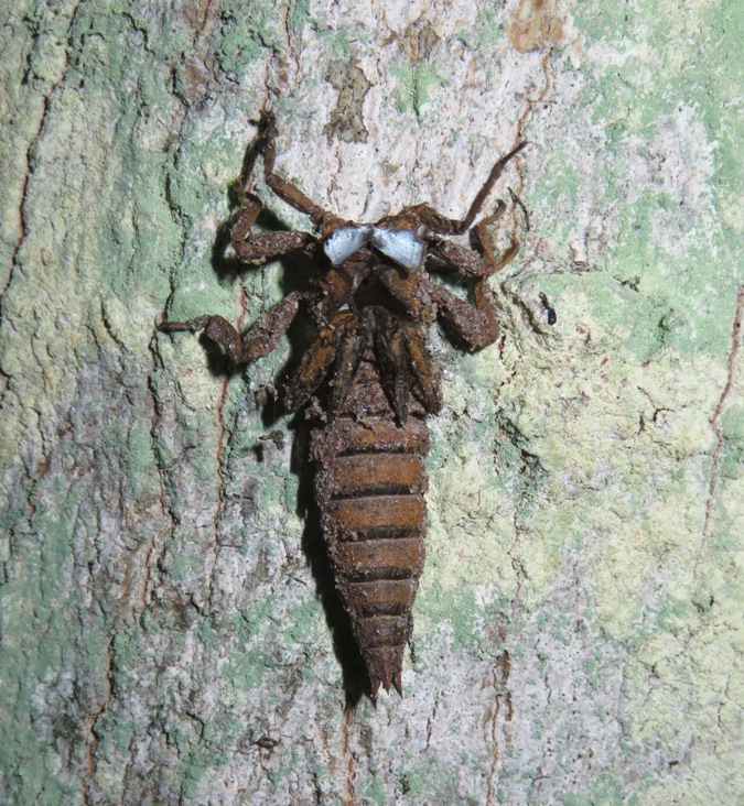 Headless empty shell of a dragonfly nymph on a tree