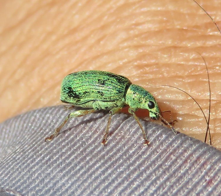 Polydrusus green weevil