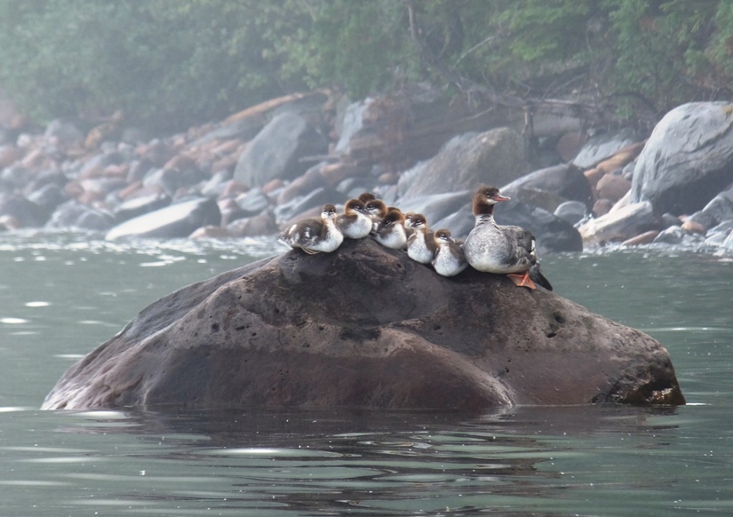 Several mergansers on a rock