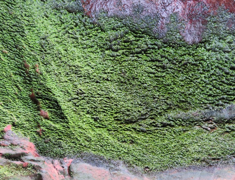 Close-up of moss growing on wet wall