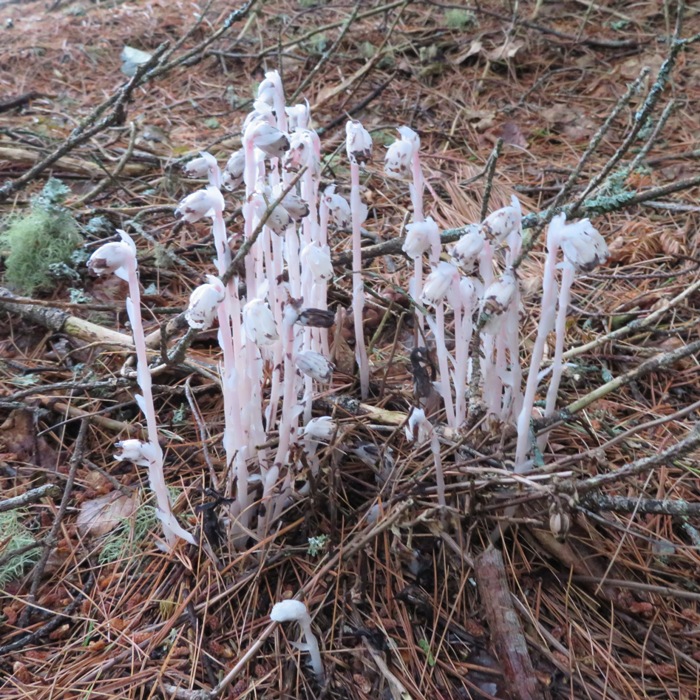 Indian Pipe